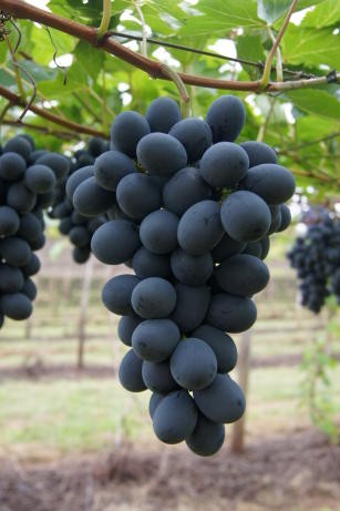 Uva Nubia (500g)