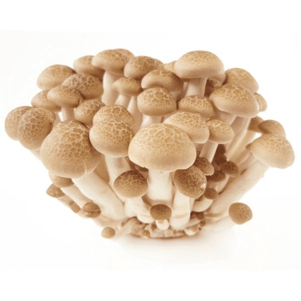 Cogumelo Shimeji branco bdj 200g