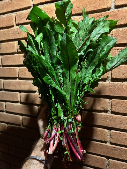 Catalonia Roxa