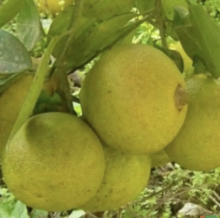 Laranja Champagne
