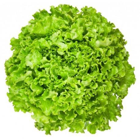 Alface Crespa