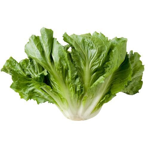 Escarola