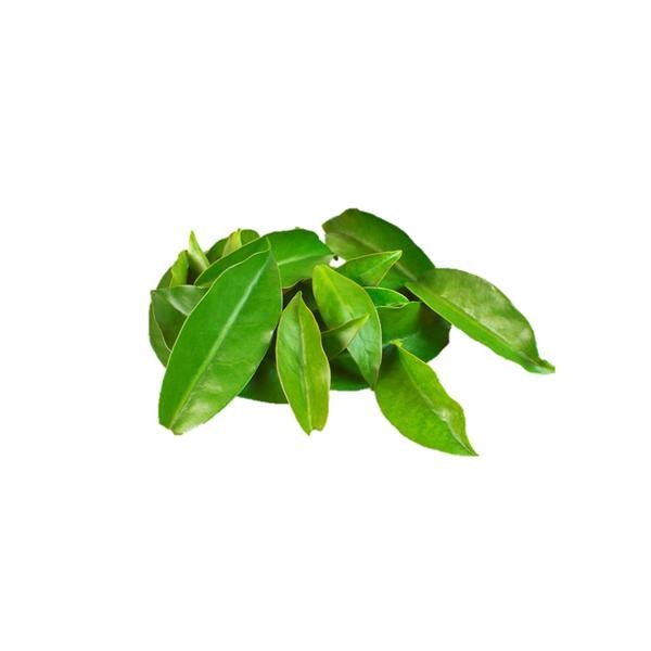[CV0204] Orapronobis
