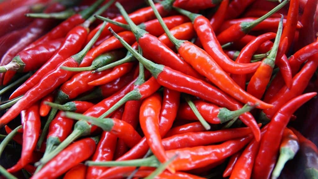 Pimenta dedo de moça