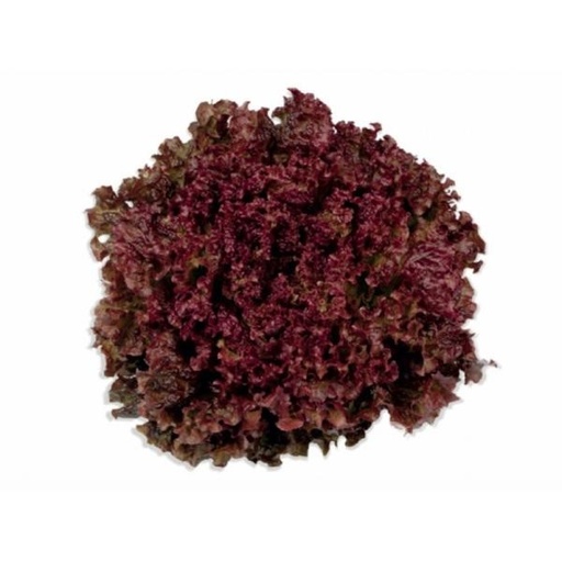 Alface Roxa